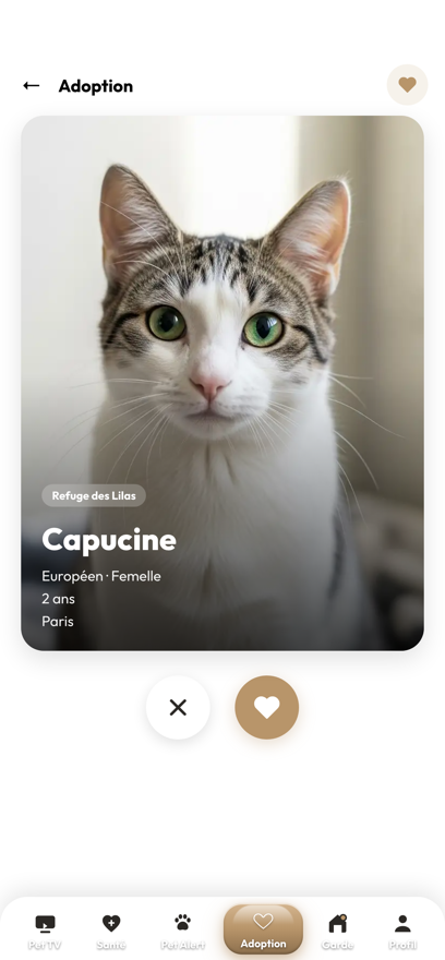 Fiche d'un animal à l'adoption