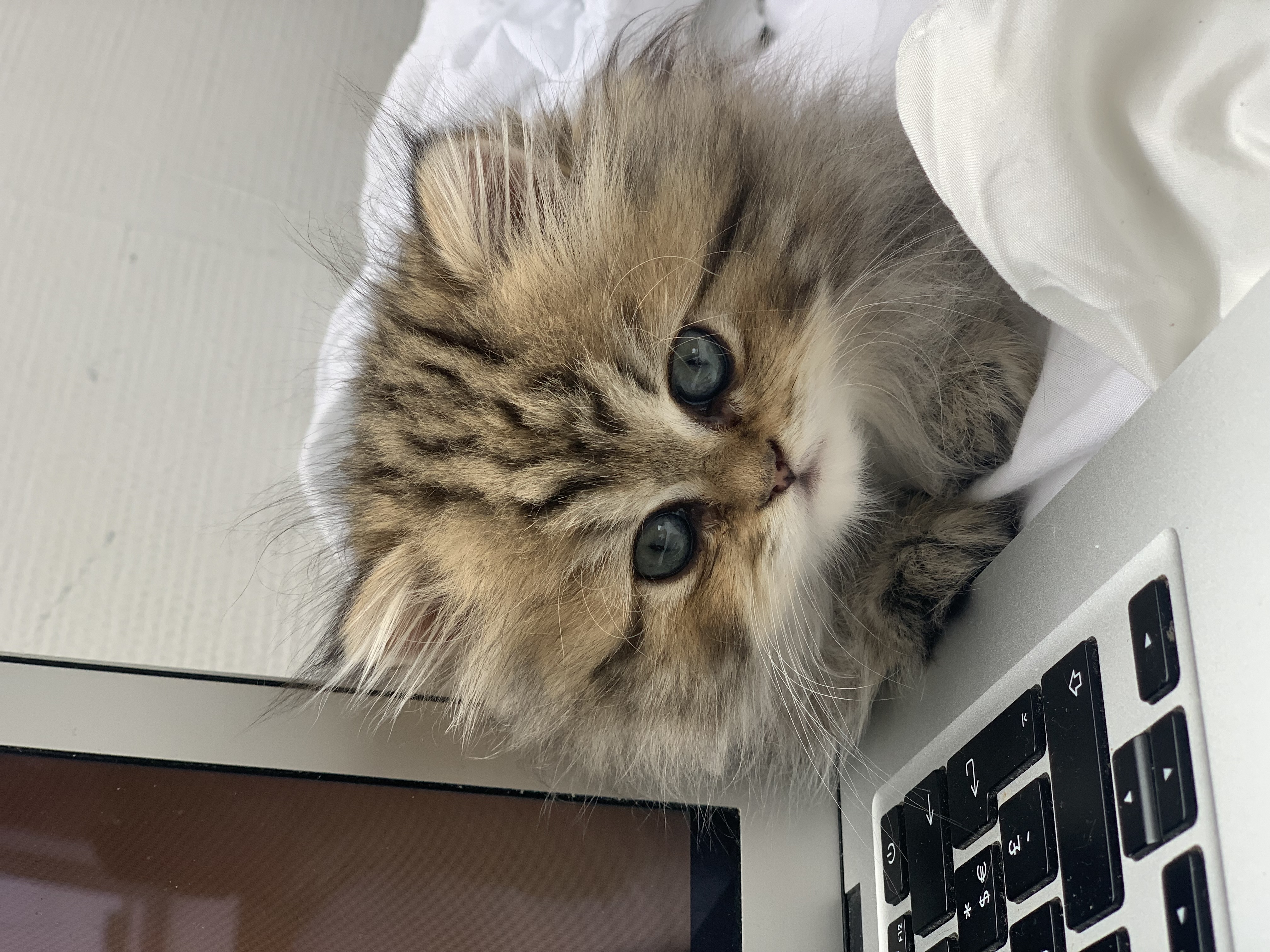 Chaton Kerastel