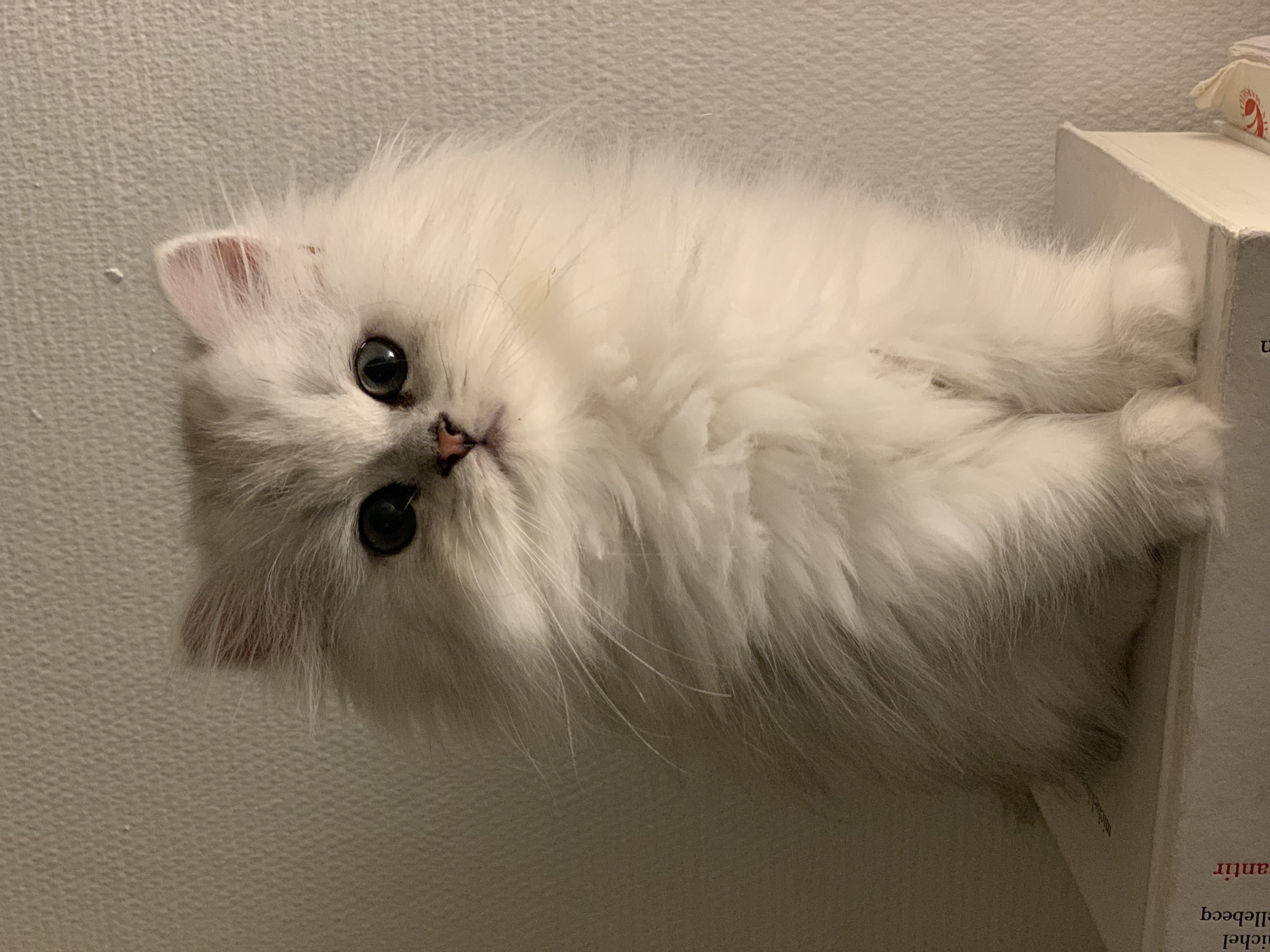 Chaton Kerastel