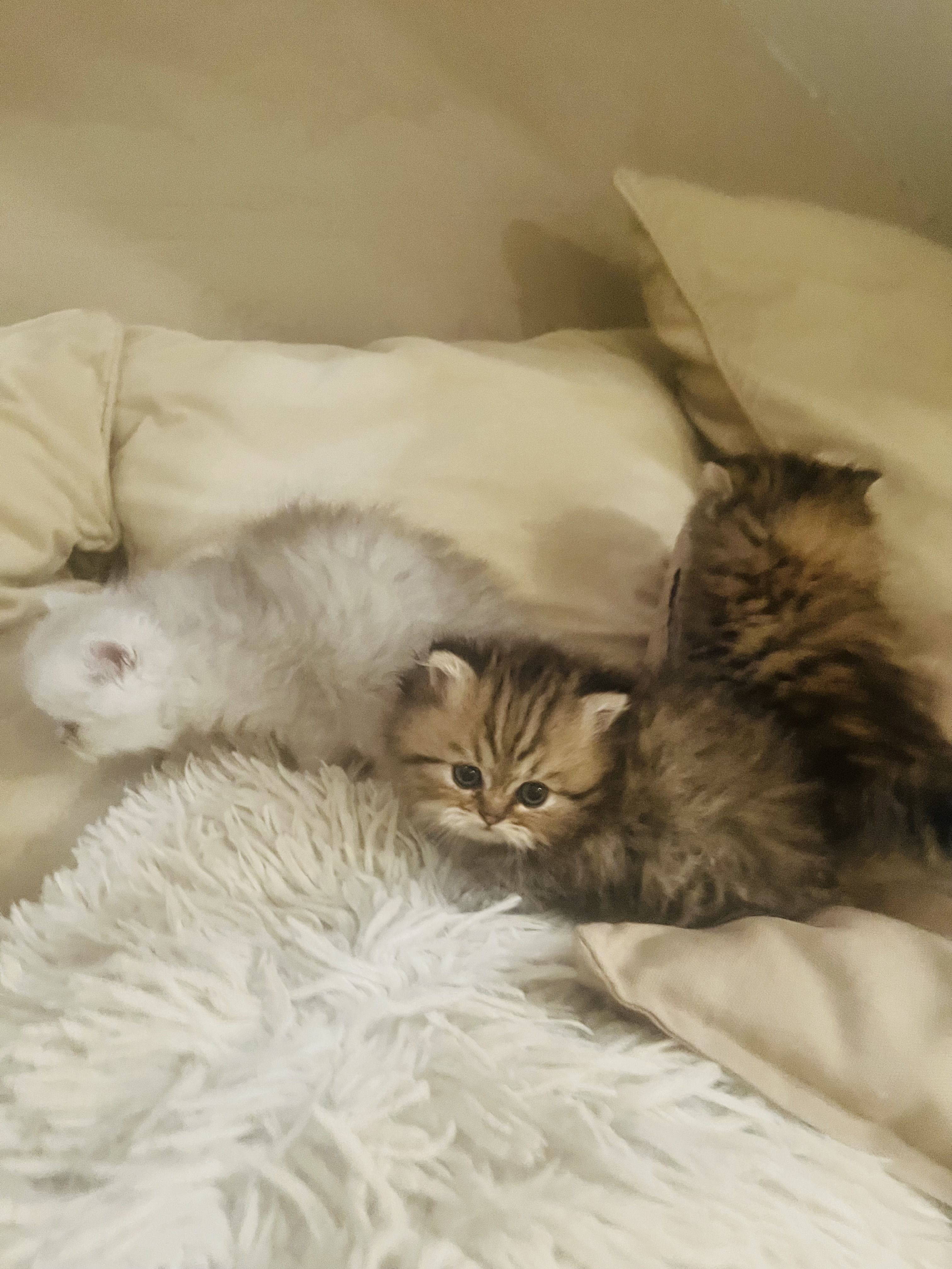Chaton Kerastel