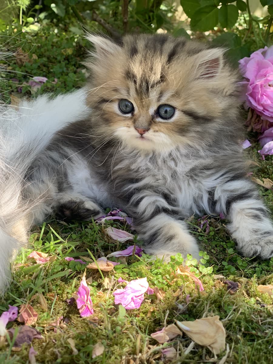 Chaton Kerastel
