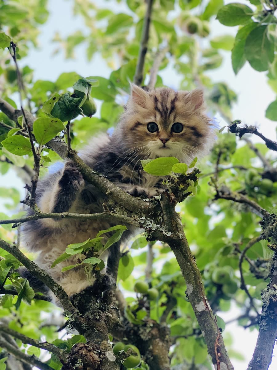 Chaton Kerastel