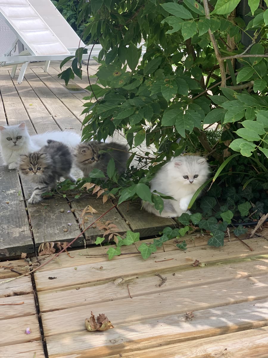 Chaton Kerastel