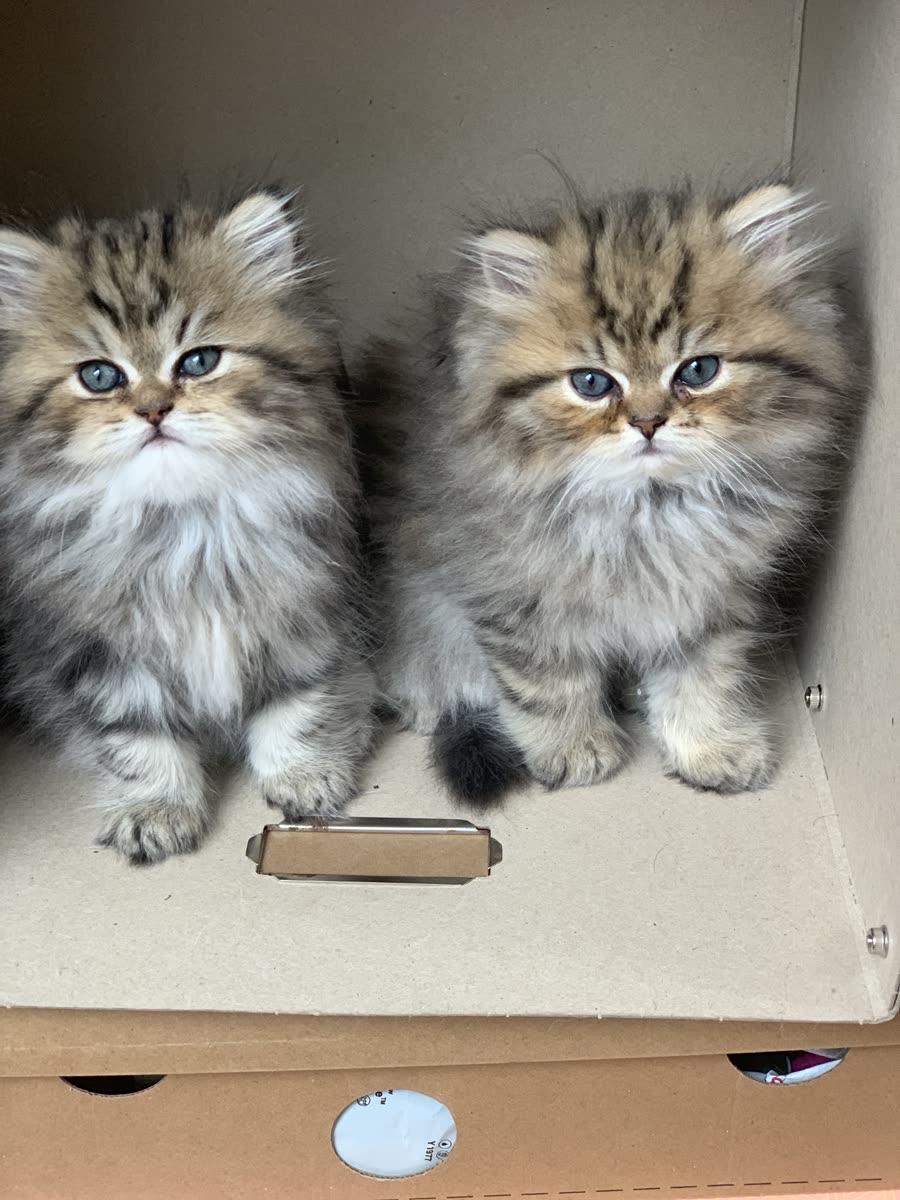Chaton Kerastel