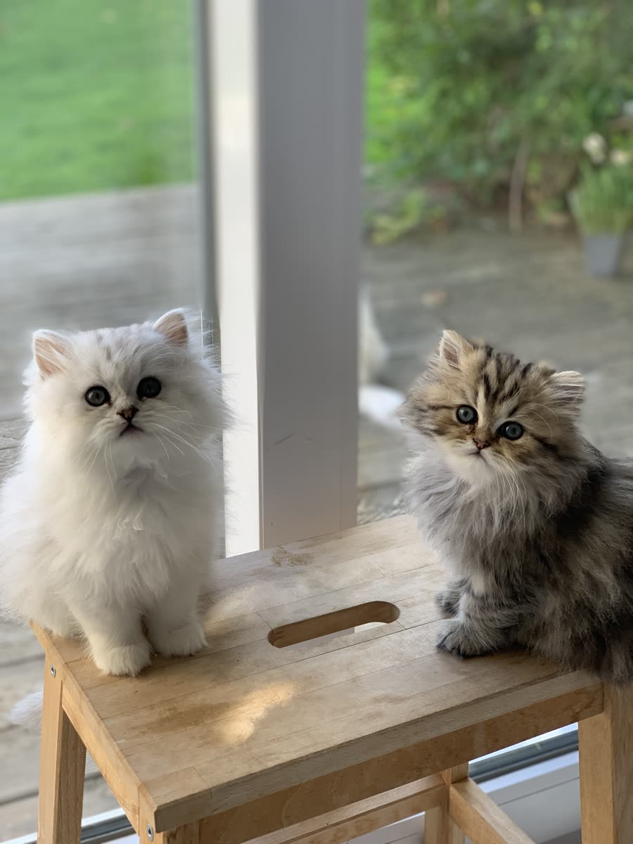 Chaton Kerastel