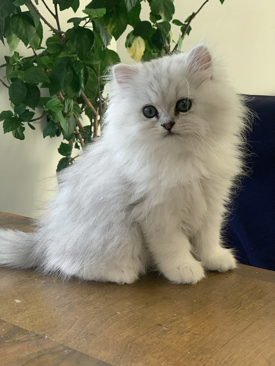 Chaton Kerastel