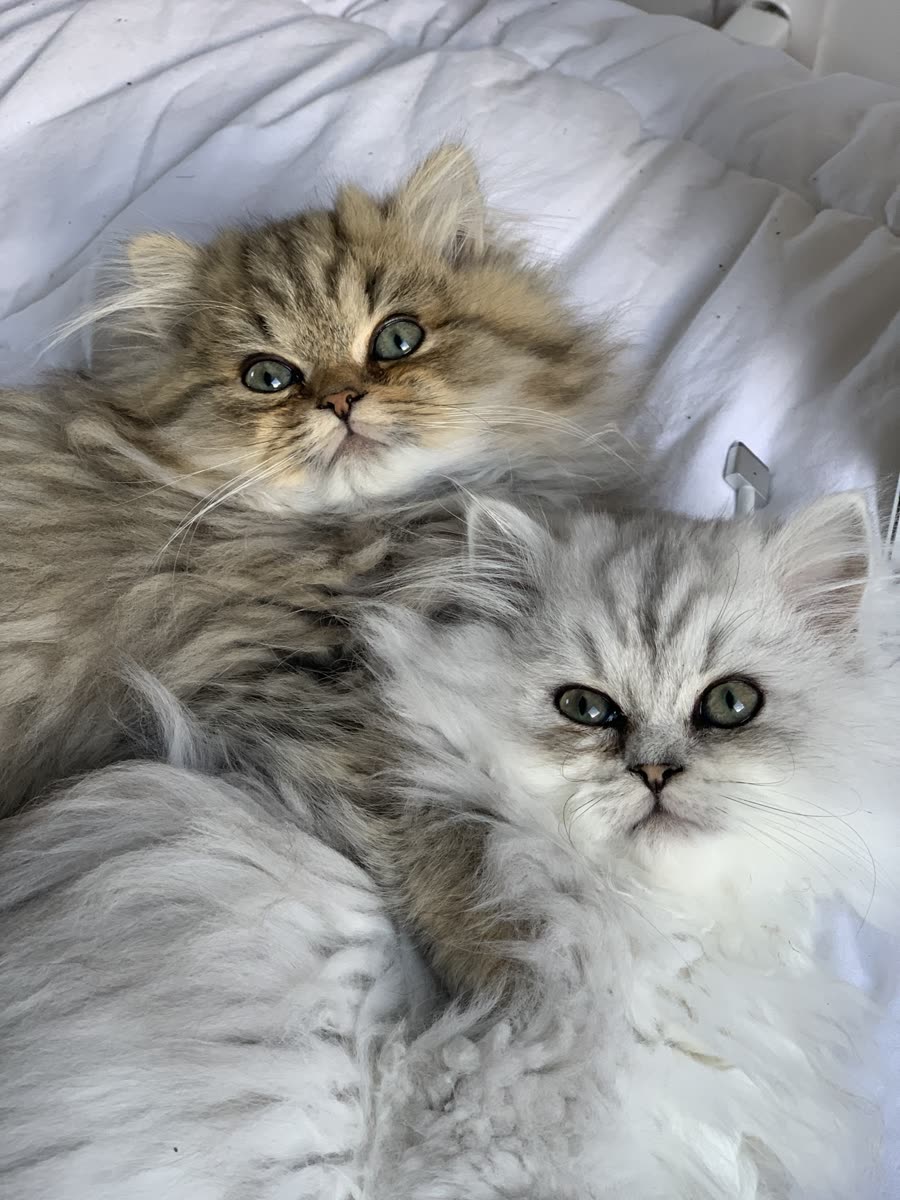 Chaton Kerastel