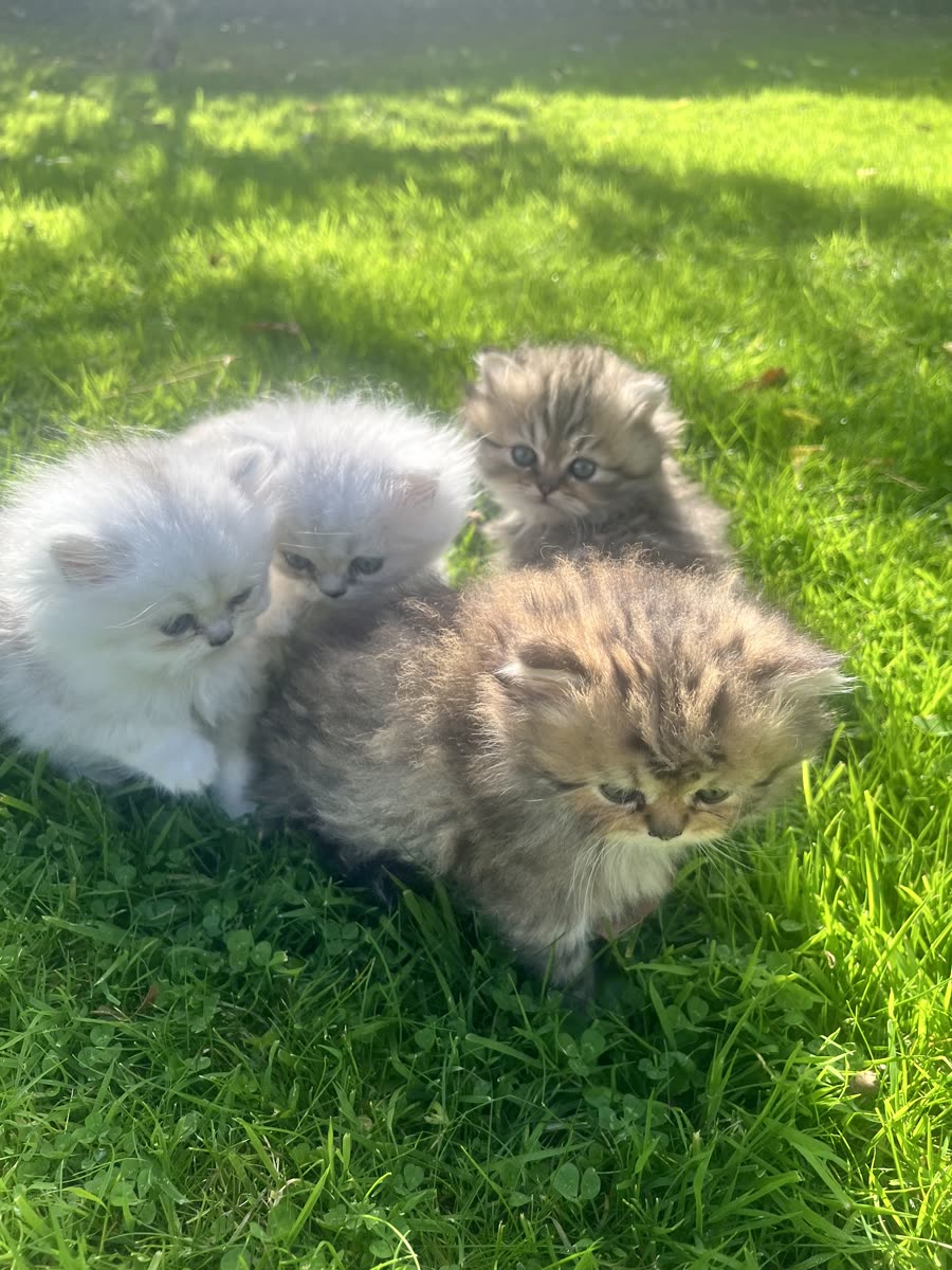 Chaton Kerastel