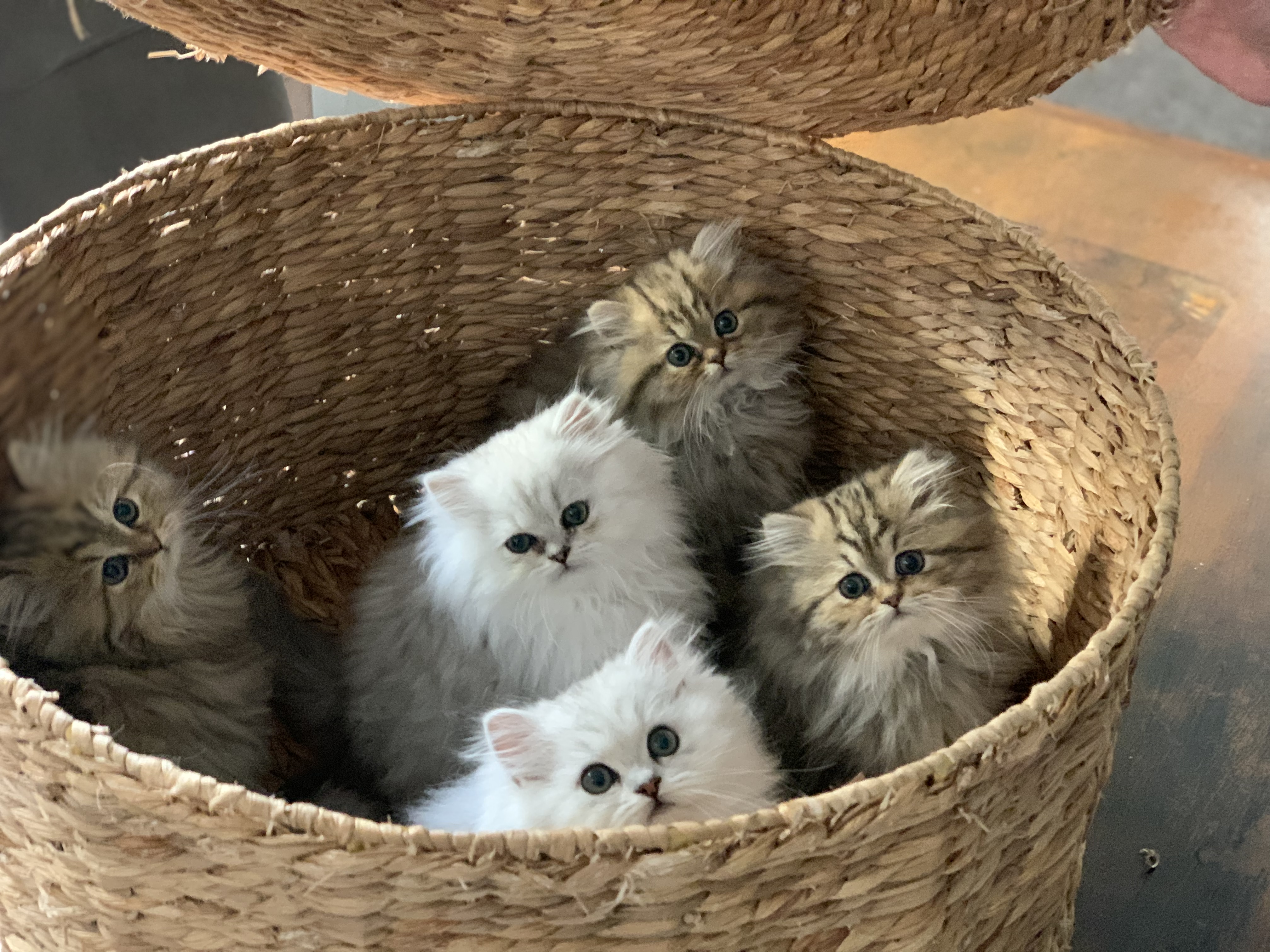 Chatterie de Kerastel